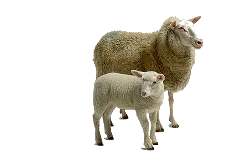 Vodivé sítě pro ovce a kozy